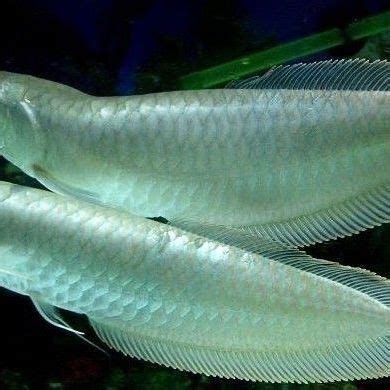 動物屬性 銀帶魚好養嗎